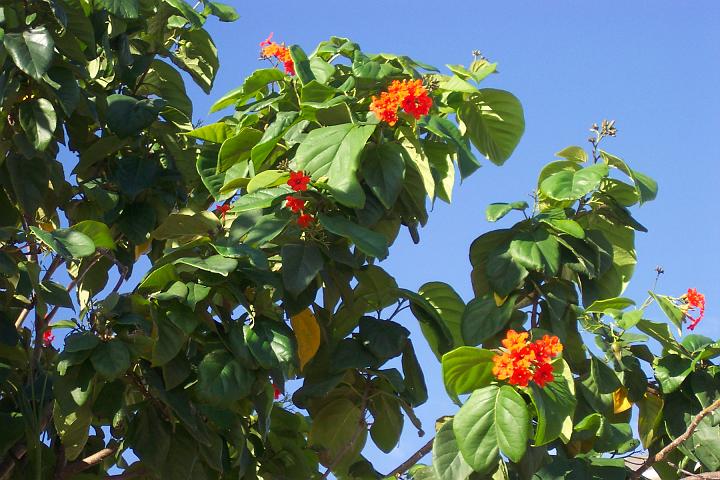 jamaica 007.jpg